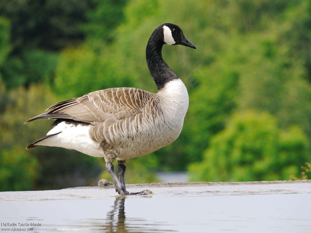 Canada Gooseadult, identification, walking