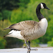 Canada Goose