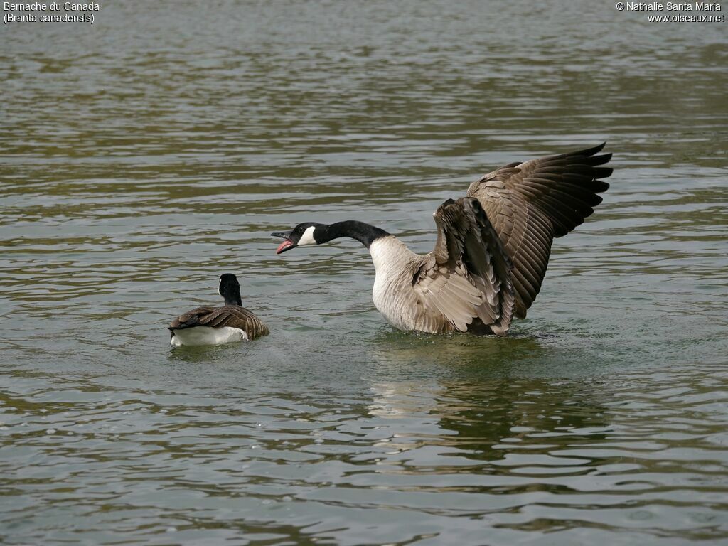 Canada Gooseadult, identification, swimming, Reproduction-nesting, Behaviour