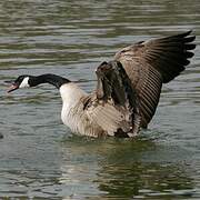 Canada Goose