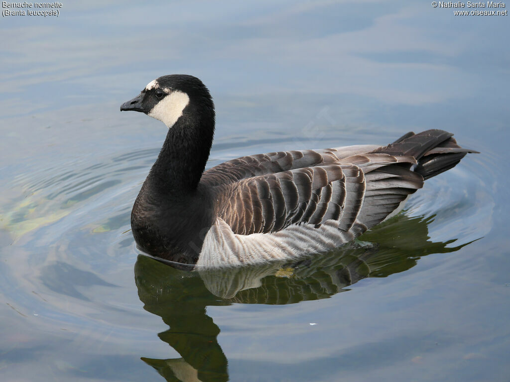 Barnacle Gooseadult, swimming