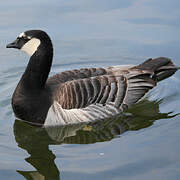 Barnacle Goose