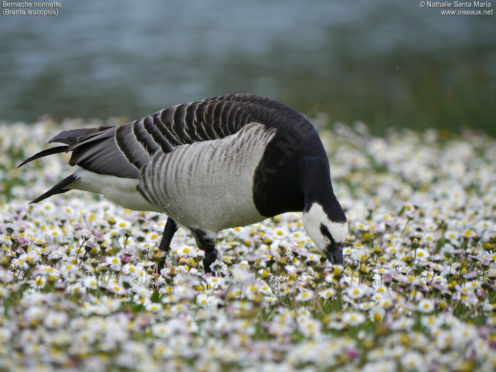 Barnacle Gooseadult, identification, walking, eats