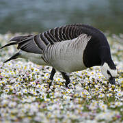 Barnacle Goose