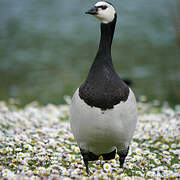 Barnacle Goose