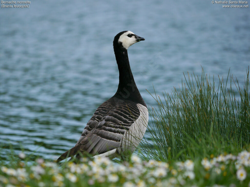 Barnacle Gooseadult, identification, walking