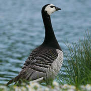 Barnacle Goose