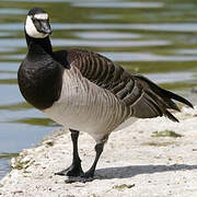 Barnacle Goose