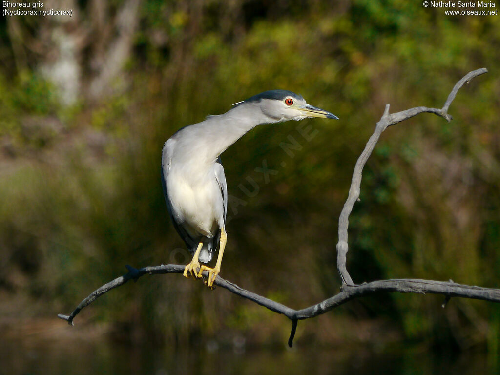 Black-crowned Night Heronadult post breeding, identification