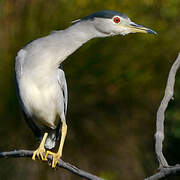 Black-crowned Night Heron