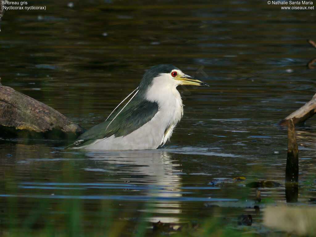 Black-crowned Night Heronadult, identification, care, Behaviour