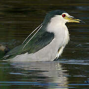 Black-crowned Night Heron