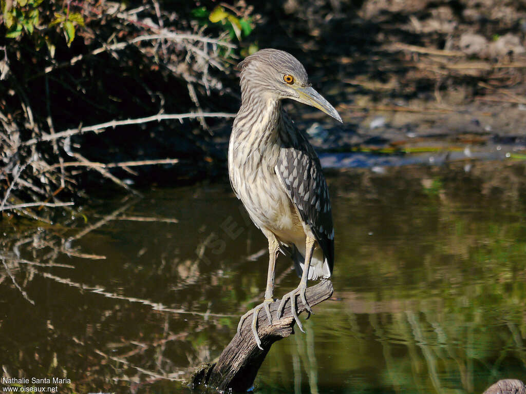 Bihoreau grisjuvénile, pêche/chasse