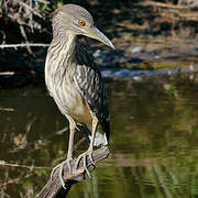 Black-crowned Night Heron