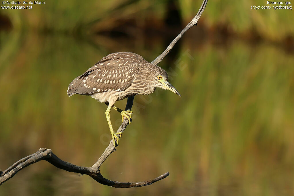 Black-crowned Night Heron, habitat, Behaviour