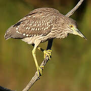 Black-crowned Night Heron