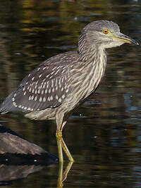 Bihoreau gris - Nycticorax nycticorax