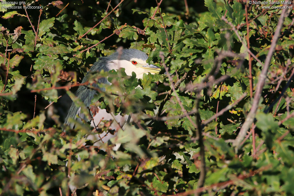 Black-crowned Night Heronadult, habitat