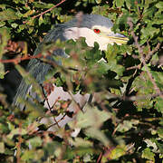 Black-crowned Night Heron