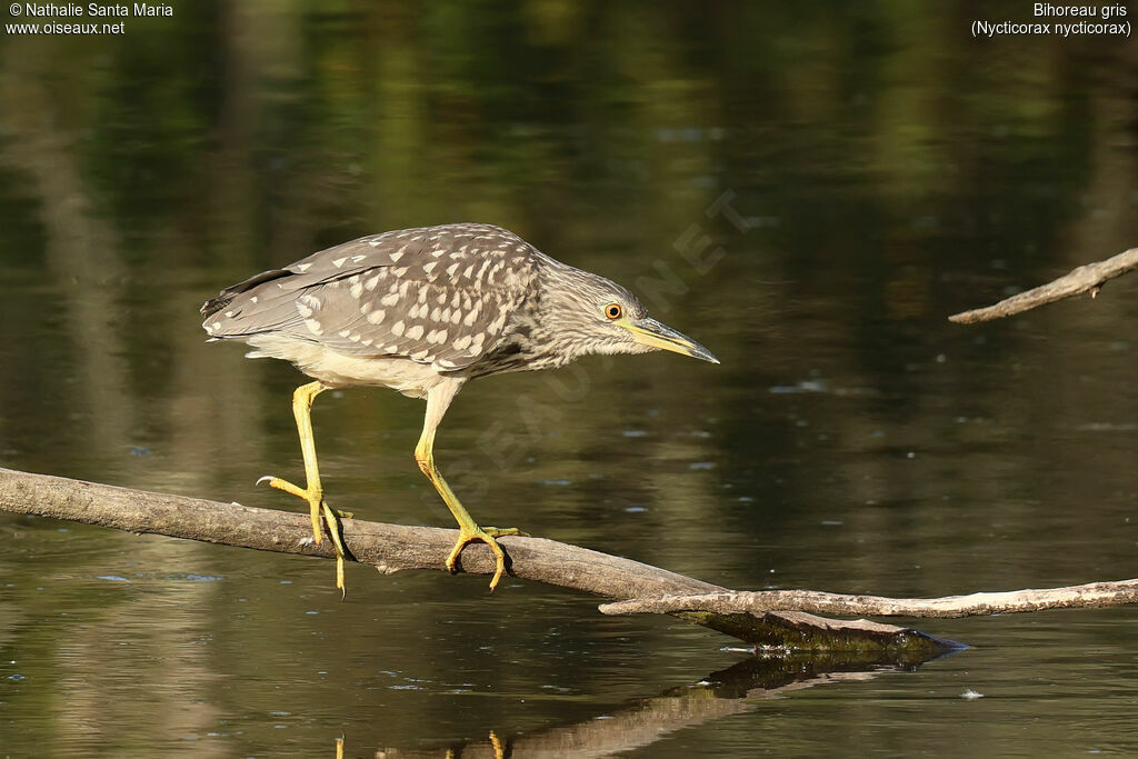 Bihoreau grisjuvénile, identification, pêche/chasse