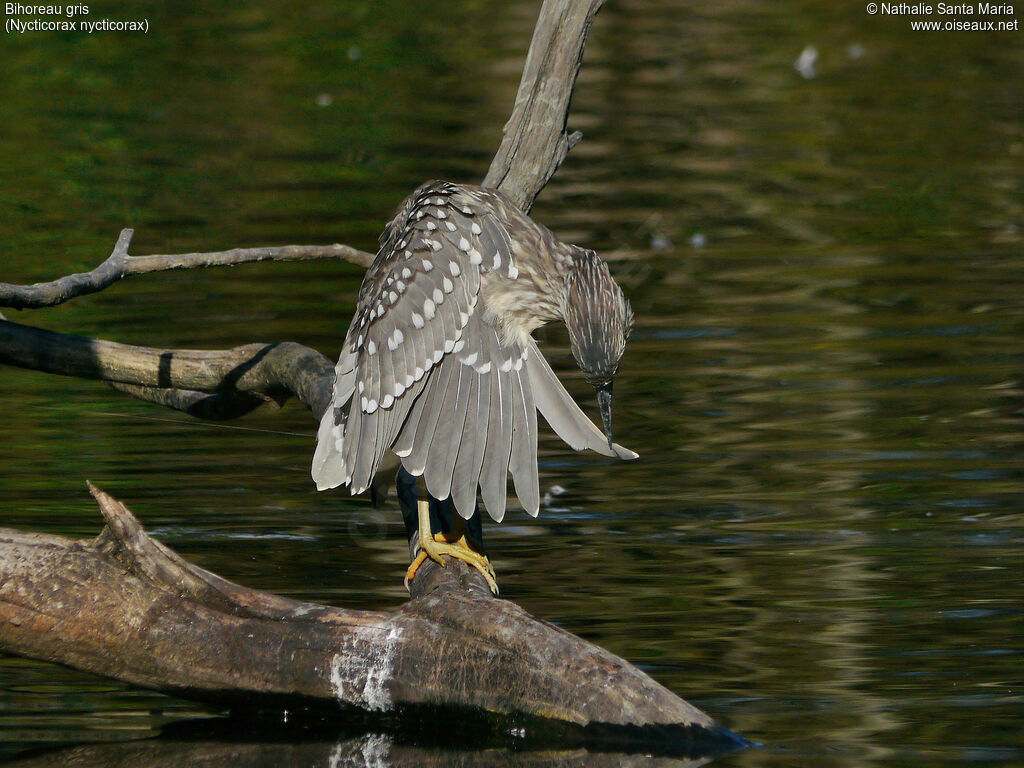 Bihoreau grisjuvénile, habitat, soins, composition, Comportement