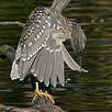 Bihoreau gris - Nycticorax nycticorax