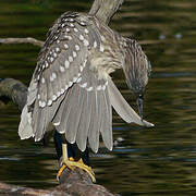 Black-crowned Night Heron