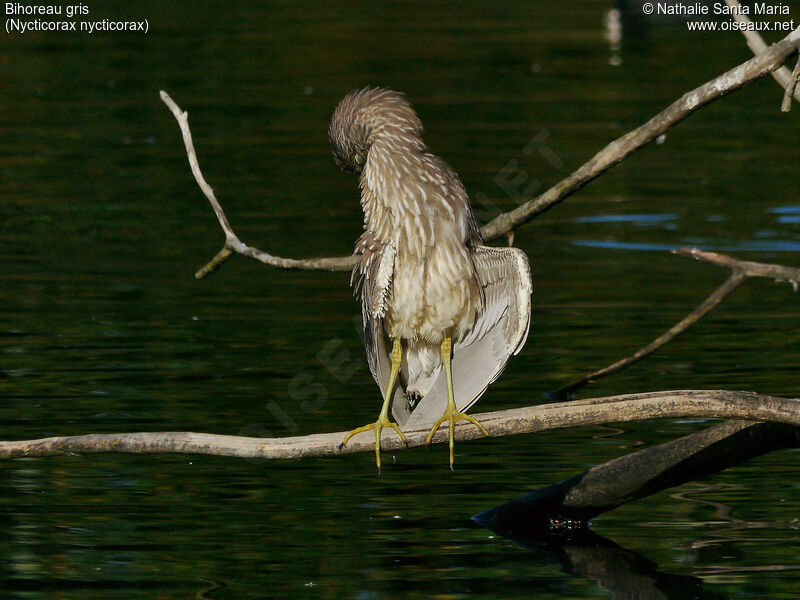 Black-crowned Night Heronjuvenile, habitat, care, Behaviour