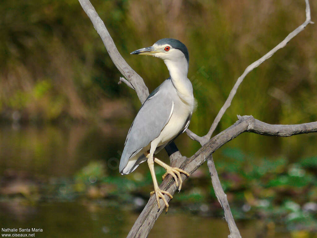 Black-crowned Night Heronadult post breeding, identification, Behaviour