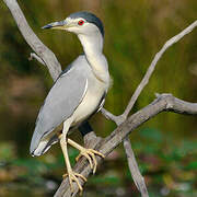 Black-crowned Night Heron