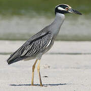 Yellow-crowned Night Heron