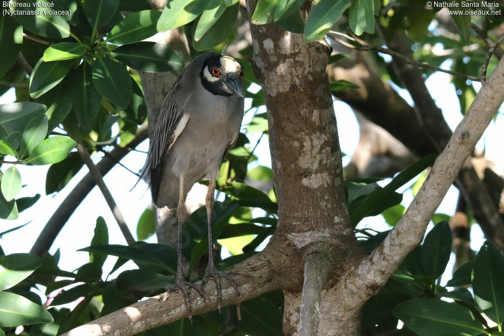 Yellow-crowned Night Heronadult, identification