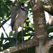 Yellow-crowned Night Heron