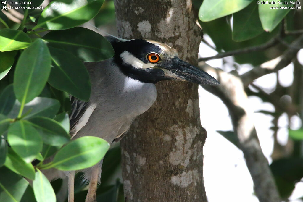 Yellow-crowned Night Heronadult, close-up portrait