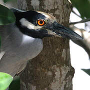 Yellow-crowned Night Heron