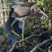 Little Bittern