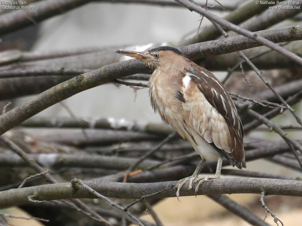 Little Bitternimmature, identification, Behaviour