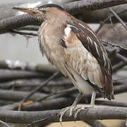 Little Bittern