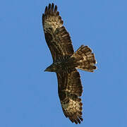 European Honey Buzzard