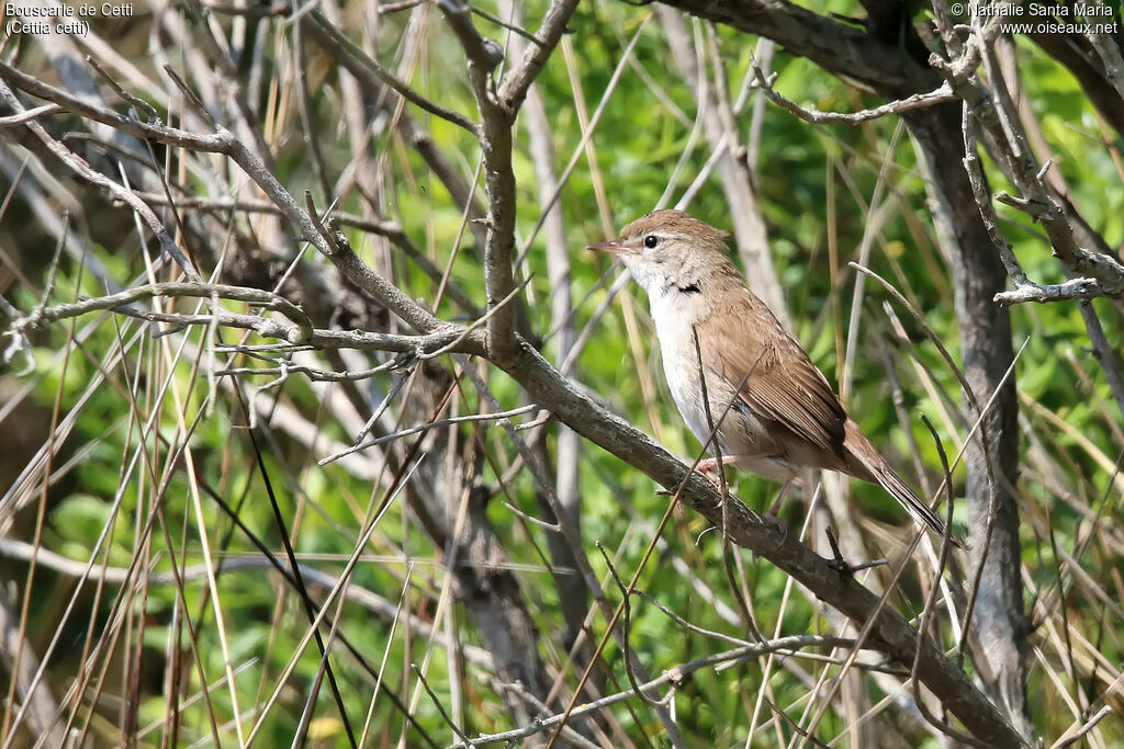 Cetti's Warbleradult, habitat