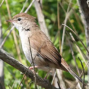 Cetti's Warbler