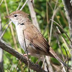 Bouscarle de Cetti