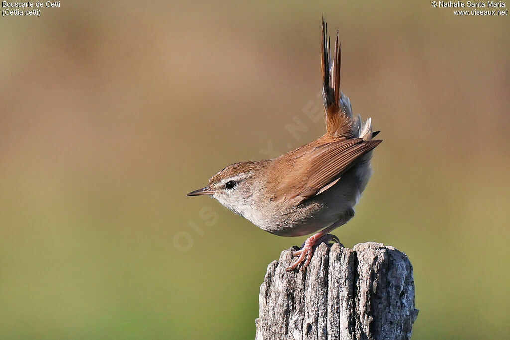 Bouscarle de Cettiadulte, identification
