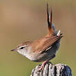 Bouscarle de Cetti