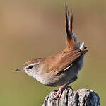 Bouscarle de Cetti