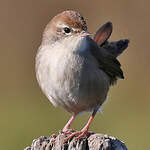 Bouscarle de Cetti
