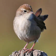Bouscarle de Cetti