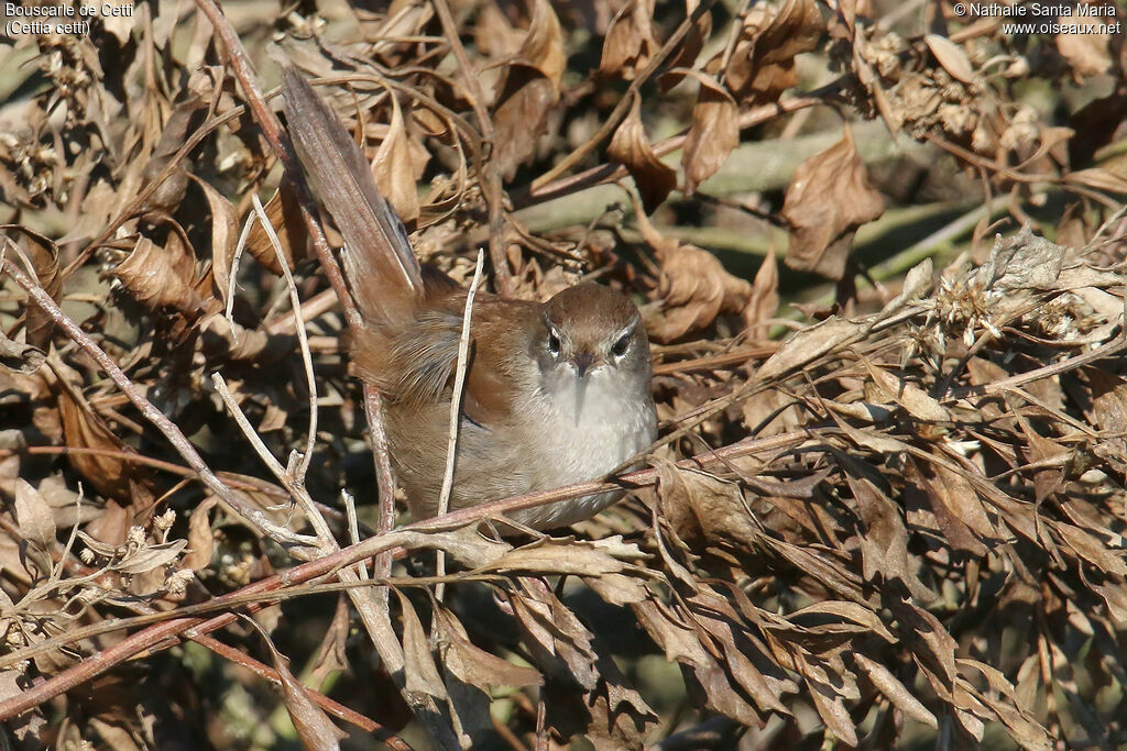 Bouscarle de Cettiadulte, identification, camouflage, pêche/chasse