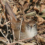 Bouscarle de Cetti