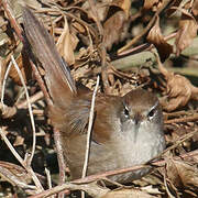 Cetti's Warbler
